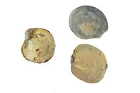 Aucellina aptiensis